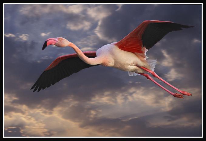 [flamingo+flying.jpg]