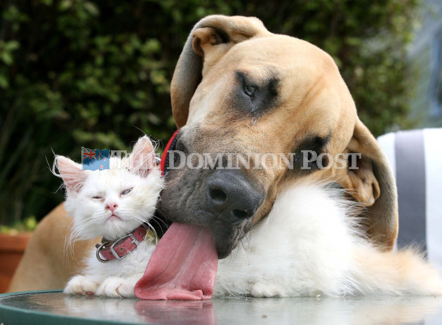 [Dom+Post+dog+and+cat.jpg]