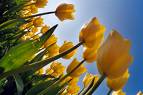 [tulip-yellow01.jpg]