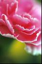 [carnation-pink.jpg]
