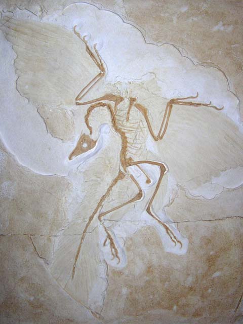 [archaeopteryx1.jpg]