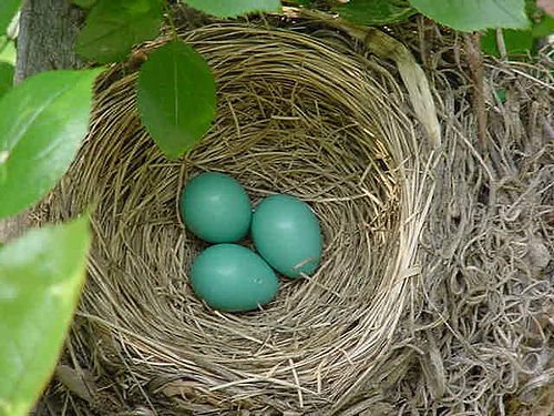 [robins+nest1.jpg]