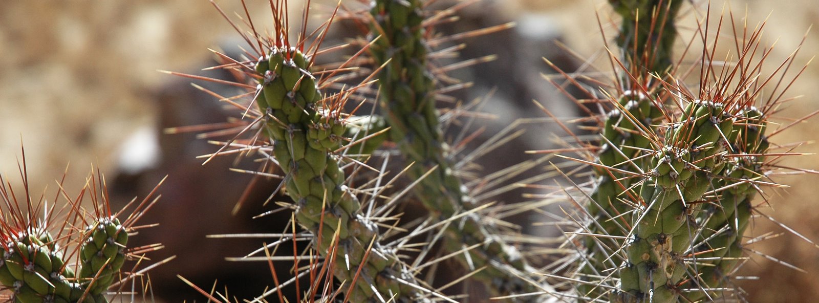 [cactus+spines.jpg]