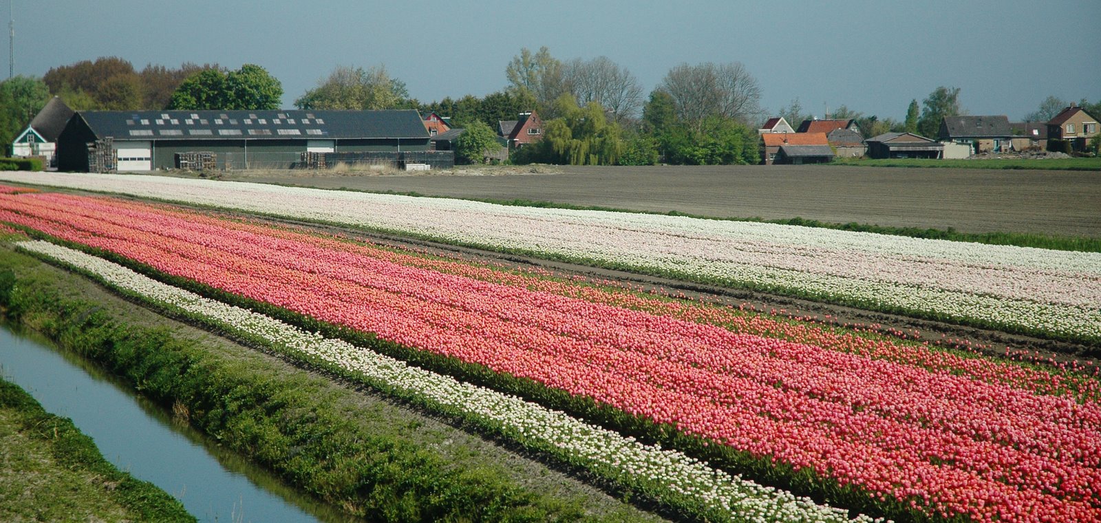 [pink+tulip+fields.jpg]