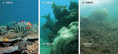 [1222+reef+3+corals.jpg]