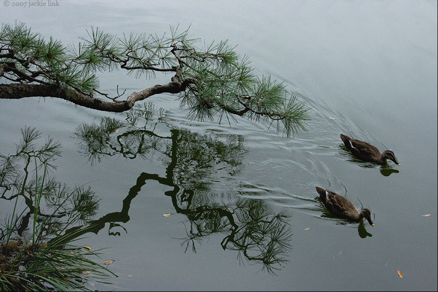 [Japan-Tokyo-Kiyosumi+garden-ducks.jpg]