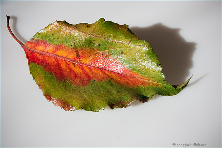 [Leaf-orange-red-green.jpg]