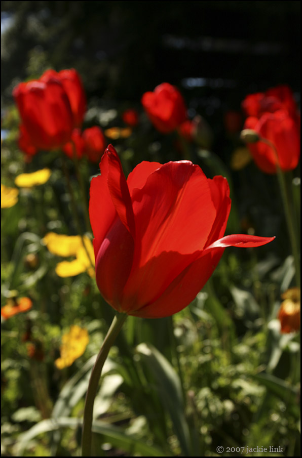[Red+tulips.jpg]