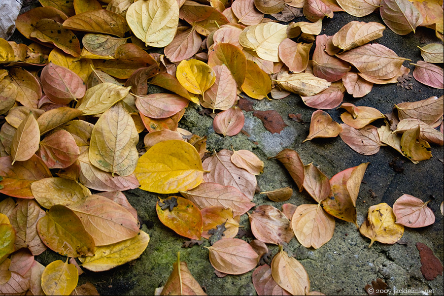 [Persimmon+leaves.jpg]