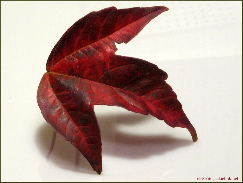 [Red+leaf.jpg]