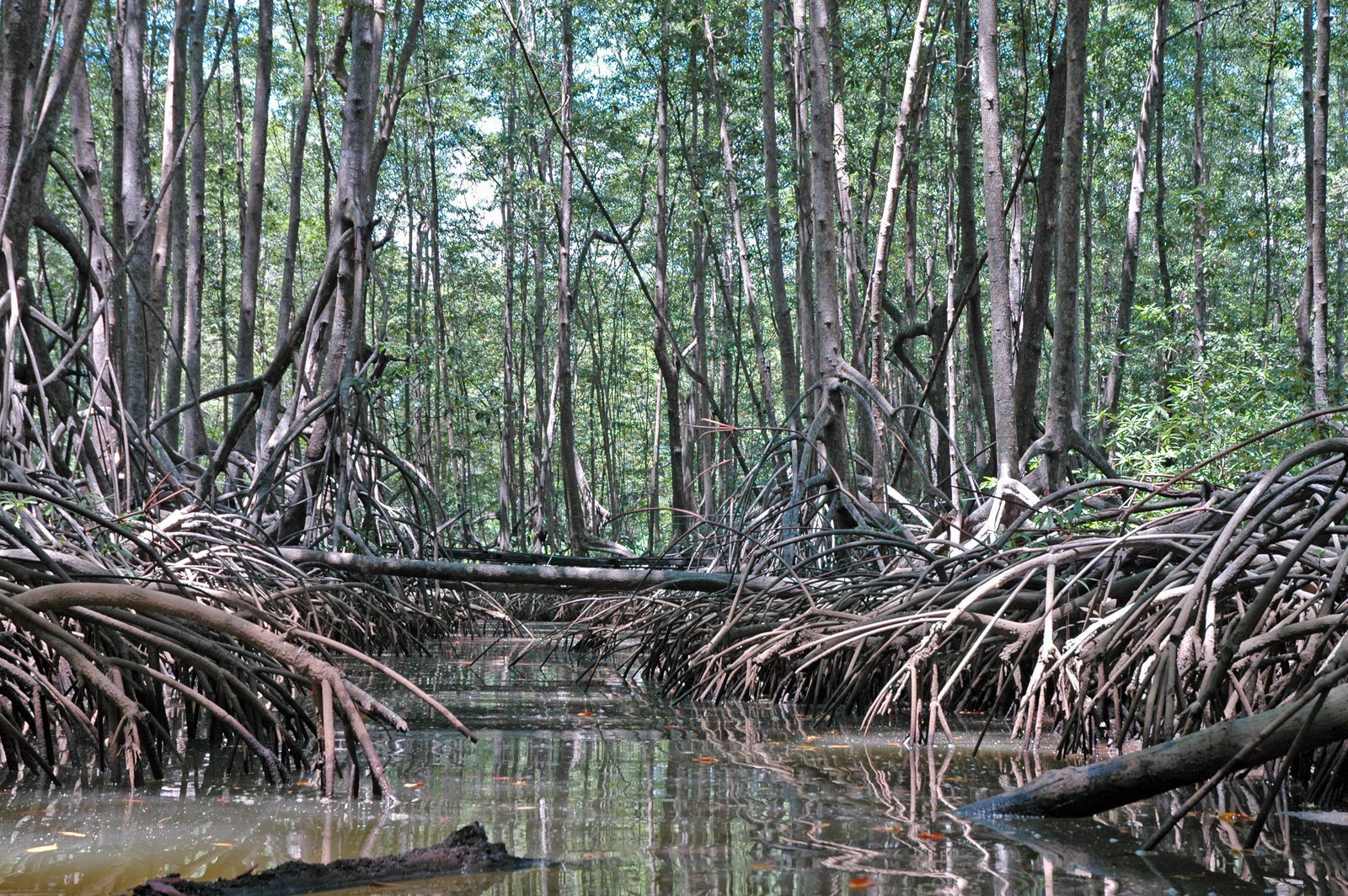 [Mangrove+swamp+2+-+Mar+2006.jpg]