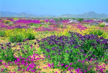 El desierto florido