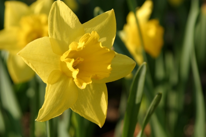 [yellow-daffodil.jpg]