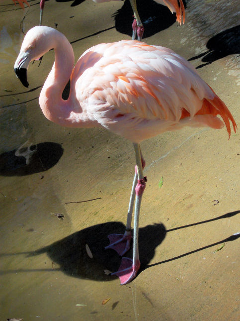 [3.flamingo.jpg]