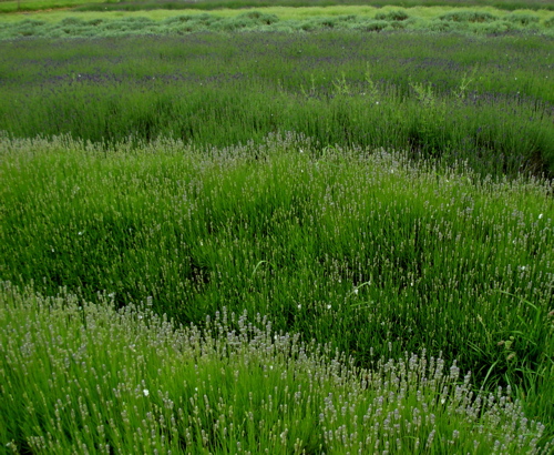 [lavender+field+varieties.JPG]