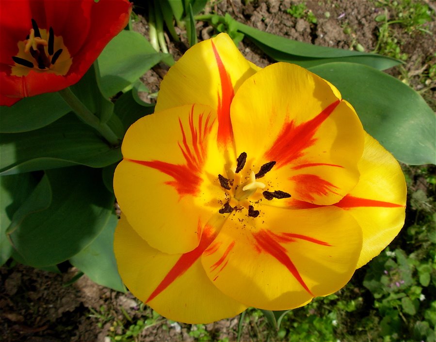 [tulip+yellow+w:red.JPG]