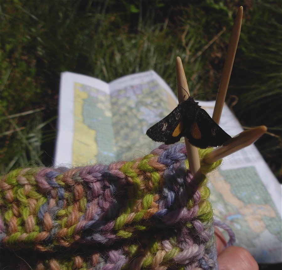 [knitting+butterfly.JPG]