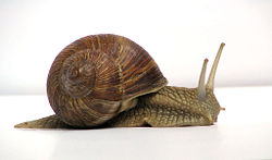 [terrestrial+snail.jpg]