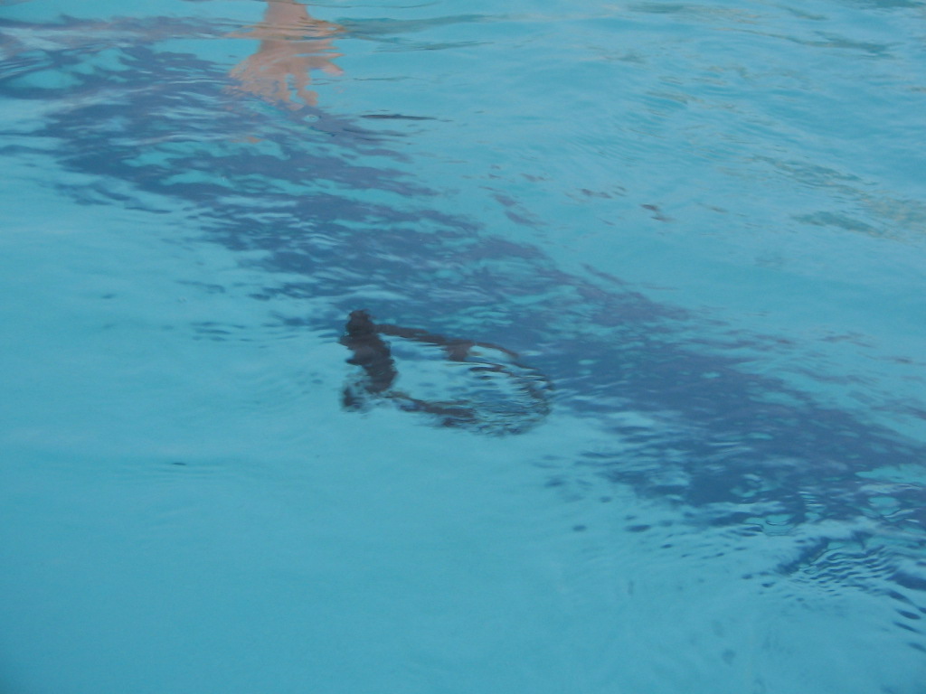 [swimming_pool+037.jpg]