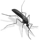[mosquitos.jpg]