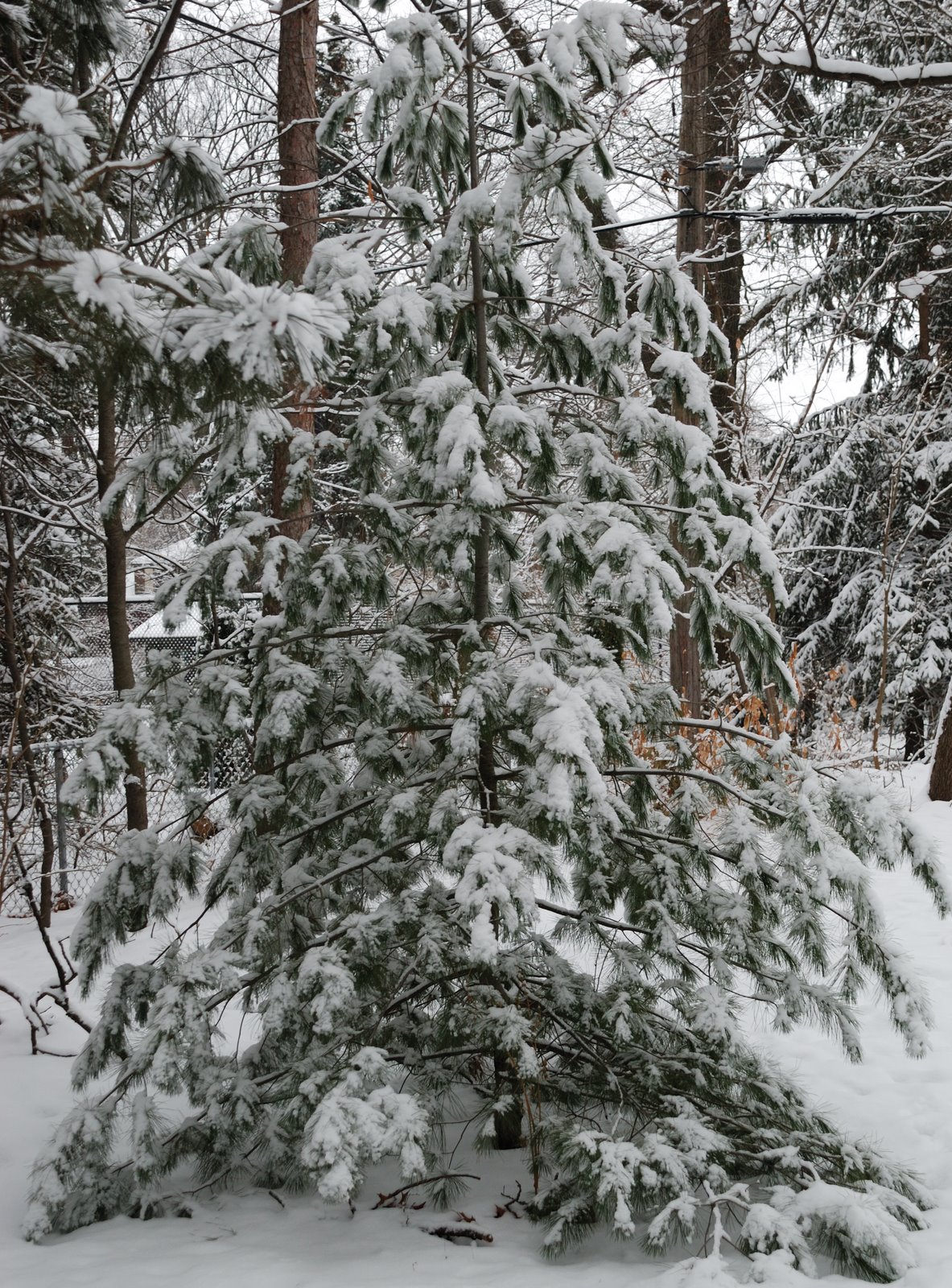 [Snow+Covered+Tree.jpg]