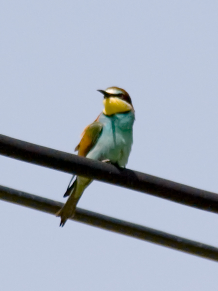 [Bee-eater+160408-7614-a.jpg]