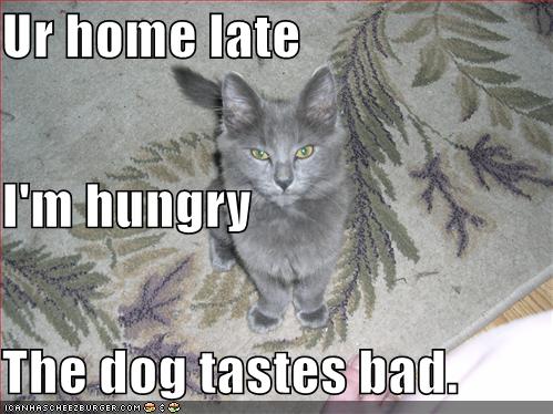[funny-pictures-cat-hungry-dog-tastes-bad.jpg]