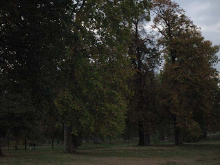 Hyde Park - trees
