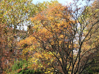 Autumn tree outside Tate Britain