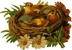 [yellow-bird-nest.jpg]