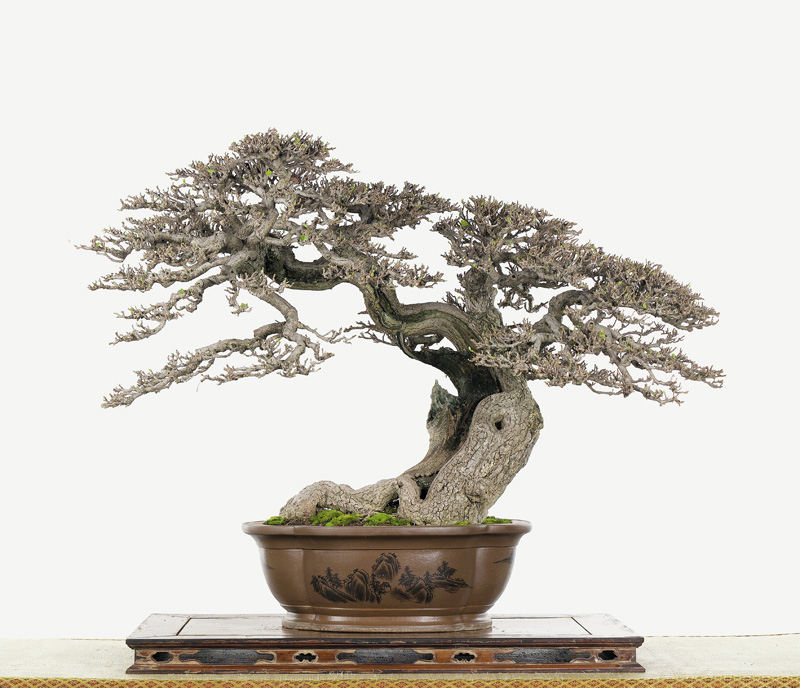 [bonsai+sidiao+15.jpg]