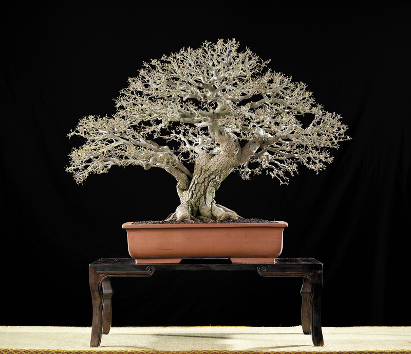 [bonsai+sidiao+3.jpg]