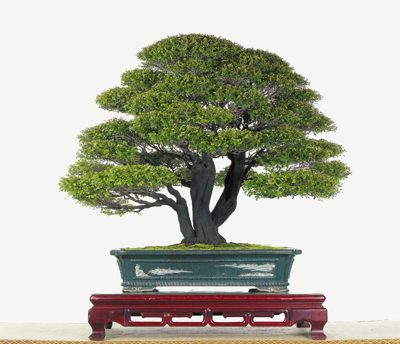 [bonsai+sidiao+11.jpg]