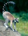 [lemur3]