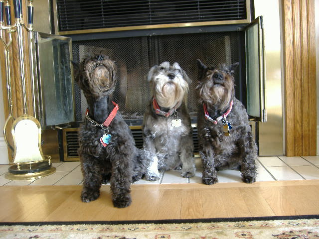 Schnauzers by the Hearth