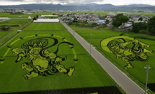[rice-field-art-002.jpg]