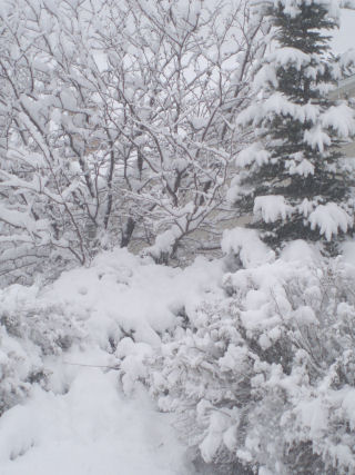 [still+snowing.JPG]