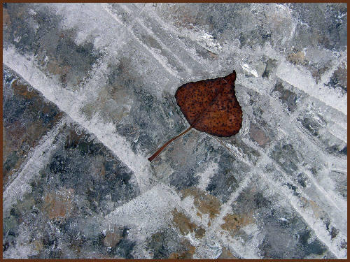 [ice+leaf5.jpg]