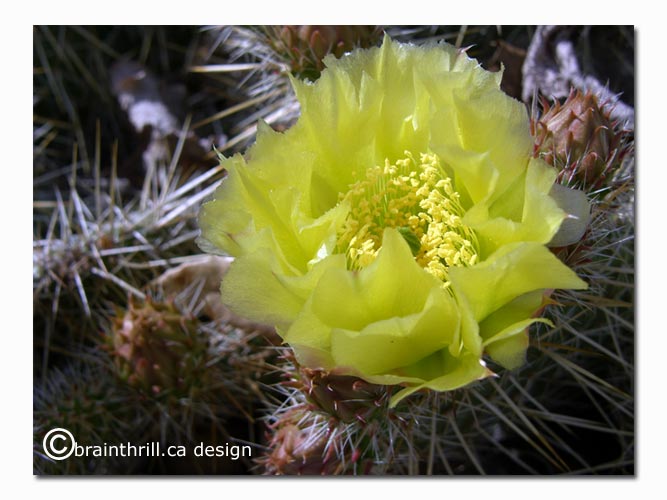 [yellowcactus.jpg]
