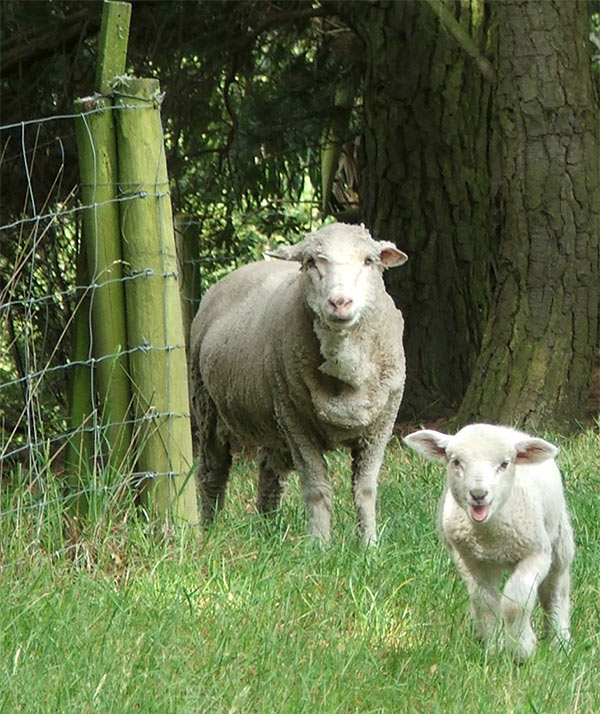 [lamb-sheep-field.jpg]