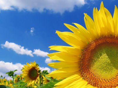 [Sunflower_1600.jpg]