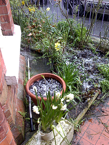 Snow on the daffodils
