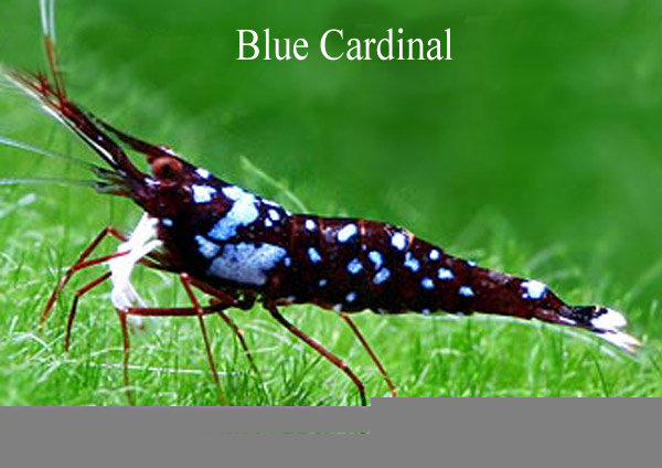 [Blue+cardinal.jpg]