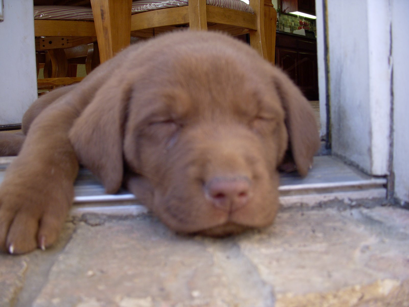 [puppy2008-02-09_16-22-44_nikon.JPG]