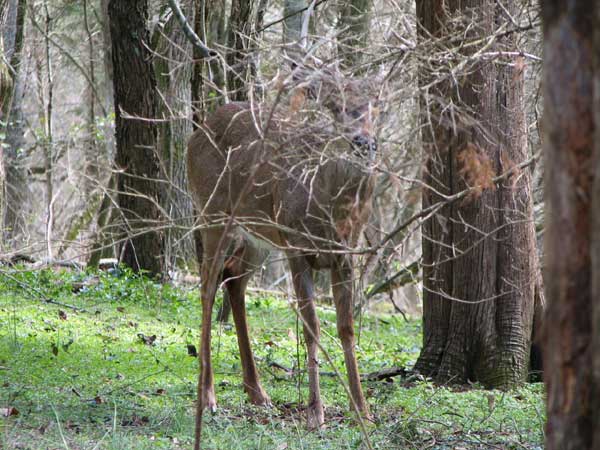 [Deer-camouflage.jpg]
