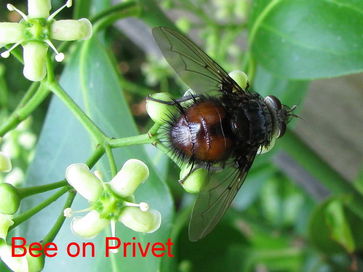 [Bee+on+Privet.jpg]