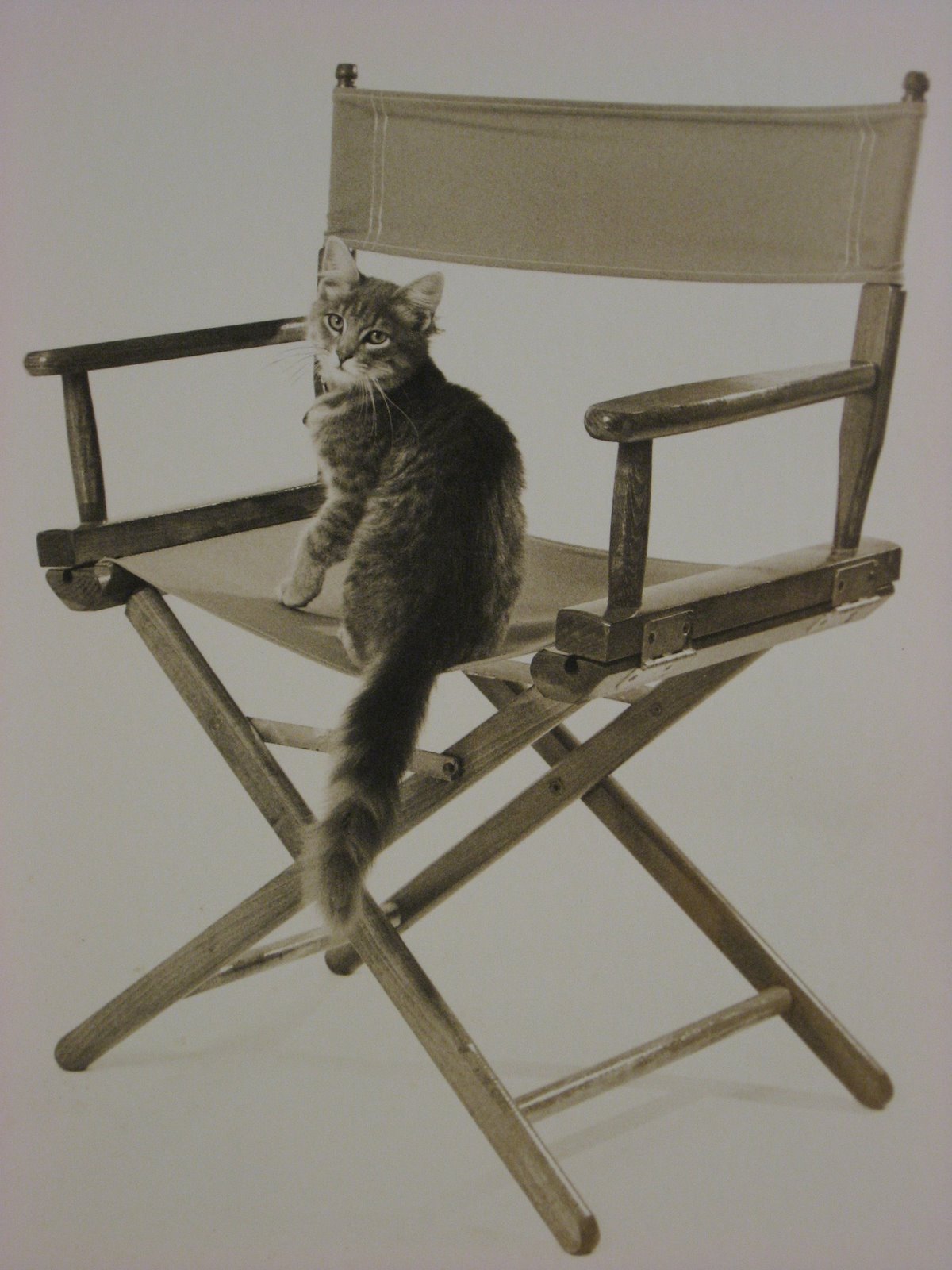 [cat:chair.JPG]