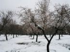 [Almond+tree+2+in+snow.jpg]