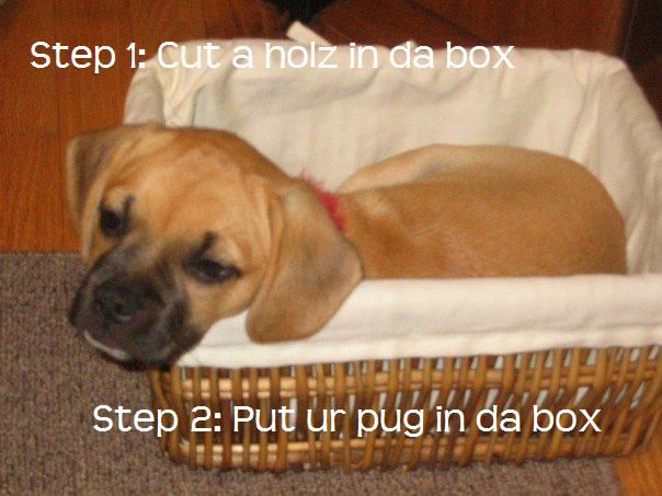[pup+in+a+box.jpg]