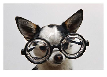 [CB040720~Chihuahua-Wearing-Eyeglasses-Posters.jpg]